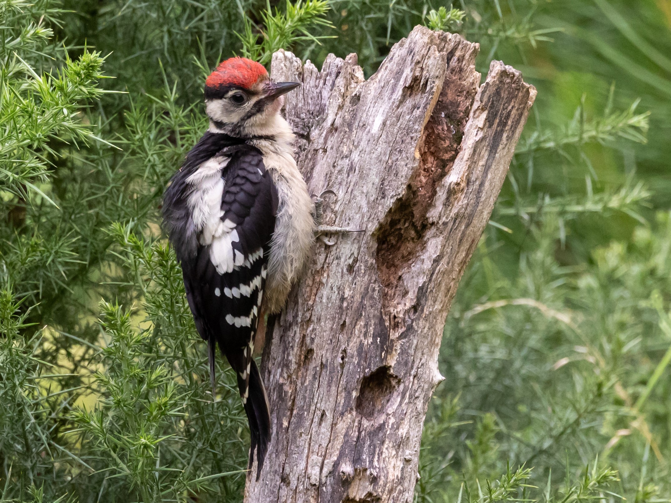 Grote Bonte Specht Juveniele Grote Bonte Specht Juveniele